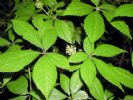 Nettle Herb Extract 